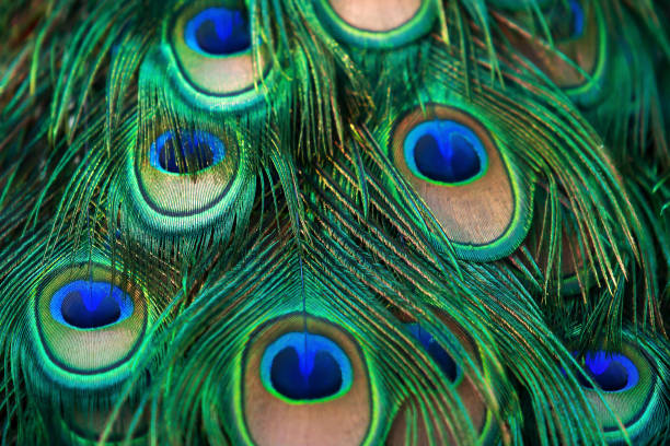 istock Close-up eyespot on a male Green Peacock's train feather. 1272729259