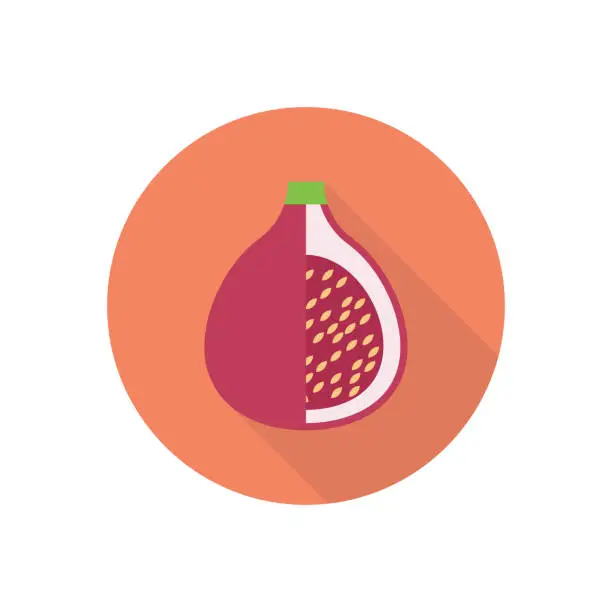 Vector illustration of pomegranate