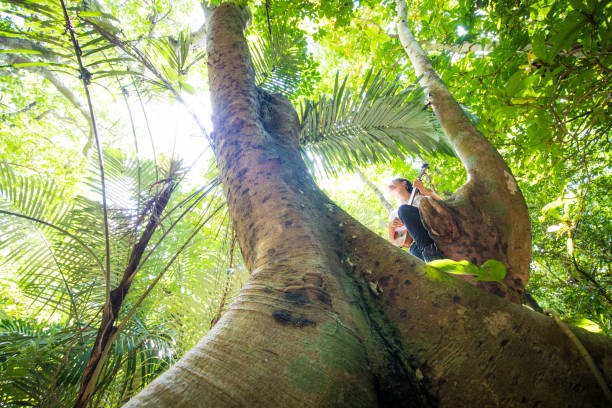 istock Young Okinawan woman in a tree with Ukulele 1272732604