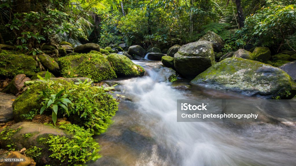 Small stream in the jungle In the jungle of Iriomote island, near famous Ishigaki island, Okinawa is a beautiful clean little fresh water stream. A slow shutter speed was used to blur the water as it rushes around the tree roots and rocks. Iriomote Island Stock Photo