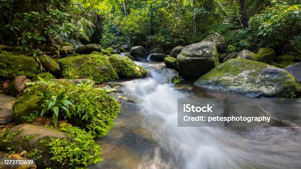 Small Stream In The Jungle Stock Photo - Download Image Now - Iriomote Island, UNESCO World Heritage Site, Awe