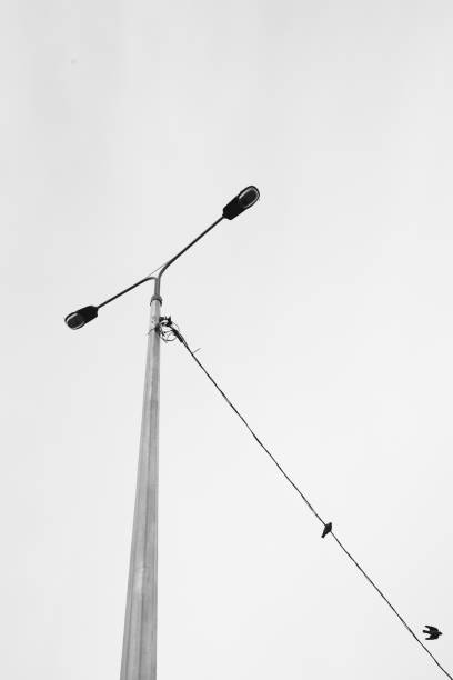 istock Natural backgrounds,black and white landscape. Birds in nature 1272733792
