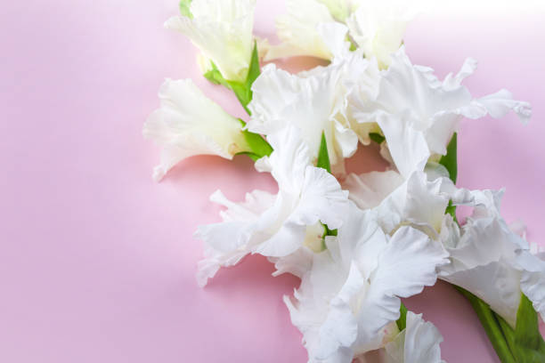 istock Flat lay layout with beautiful white gladiolus flowers on pastel pink background. Invitation greeting card for Mothers, Father or Grandparent's Day. Copy space for text 1272734763