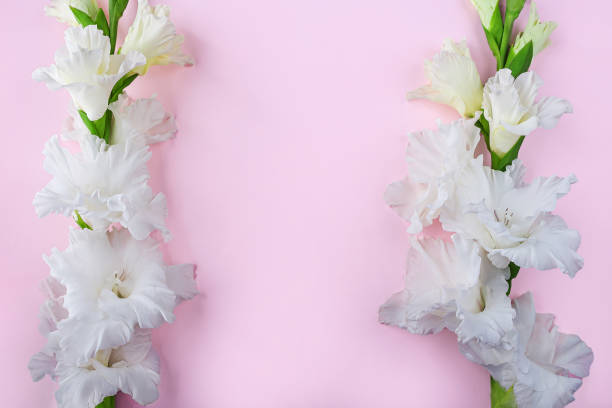 istock Flat lay layout with beautiful white gladiolus flowers on pastel pink background. Invitation greeting card for Mothers, Father or Grandparent's Day. Copy space for text 1272734766