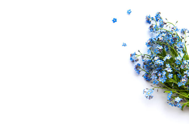 istock Forget-me-nots on white  background 1272734999