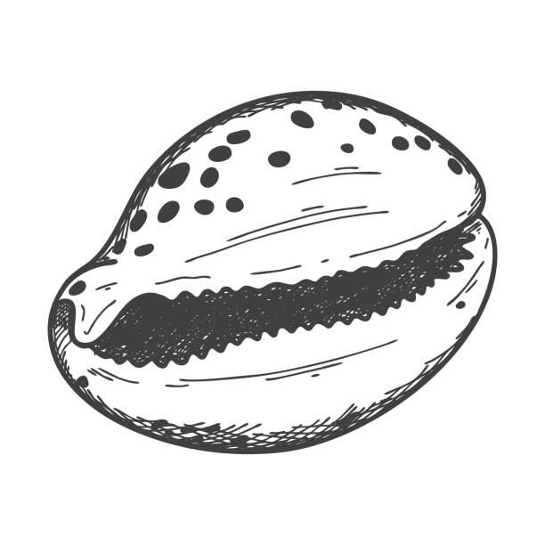 Cauri Shell Drawing 350+ Cowry Shell Illustrations, Royalty-Free Vector Graphics & Clip Art ...