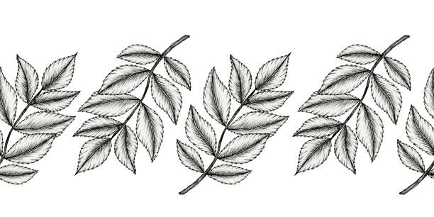 istock black and white leaf branch seamless border, vintage autumn leaf design, hand drawn black line art floral sketch, monochrome botanical illustration 1272737132