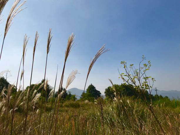 istock Grasses in front of mountains 1272738320