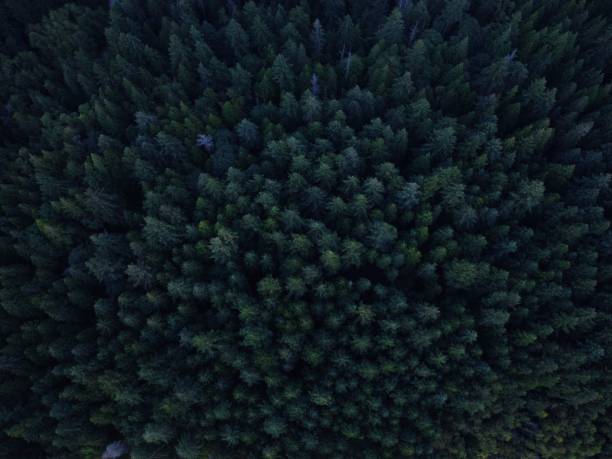 istock Seo of Green 1272738531