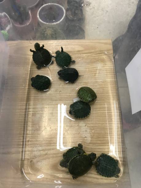 istock Terrapins in Chinese supermarket 1272738668