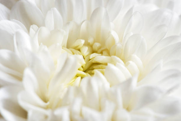 istock White chrysanthemum grandessa close up 1272739752