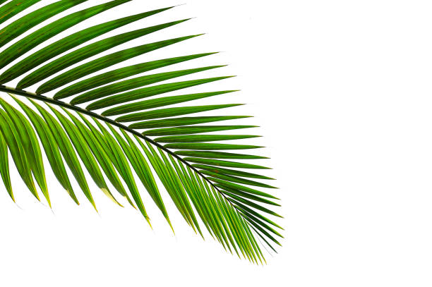 istock tropical palm leaf isolated on white background 1272741893