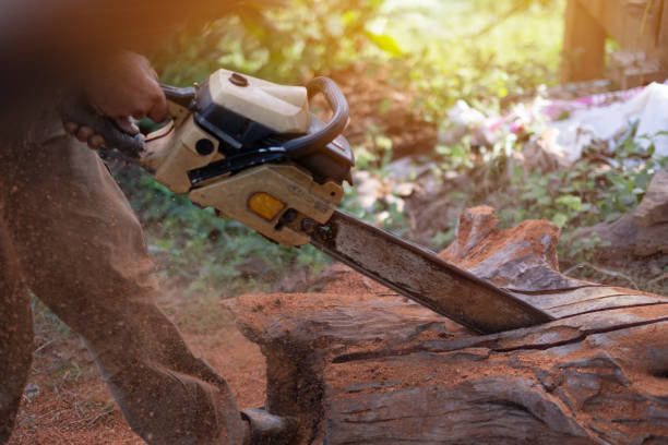 istock A man woodcutter saws tree stump with the old chainsaw 1272743591