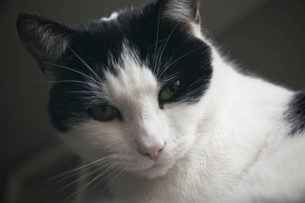 istock Portrait of a black and white cat 1272743635