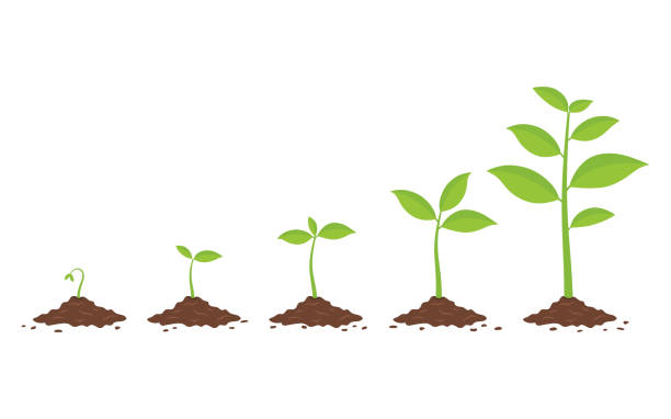 ilustraciones, imágenes clip art, dibujos animados e iconos de stock de plantas que crecen en el suelo. fases de cultivo de plantas. - plant