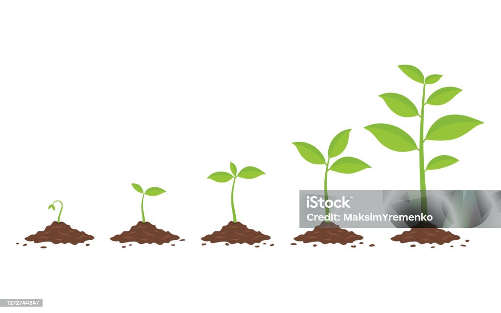 Plants growing in the ground. Phases plant growing. - Royalty-free Flora arte vetorial