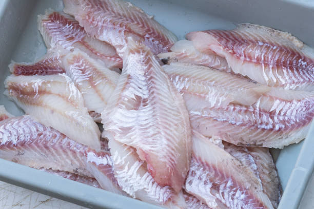 istock Ocean Saltwater Rockfish Perch Fillets After Being Cleaned 1272744753