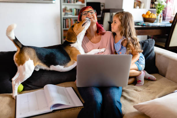 Excited Beagle dog licking his owner while she using work break for some playful time Lovely modern mid adult woman spending playful time with her daughter and beagle dog while working on a laptop from her home during COVID-19 pandemic licking photos stock pictures, royalty-free photos & images