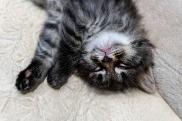 istock Picture a small kitten, a beautiful background or cover for notebooks 1272744908