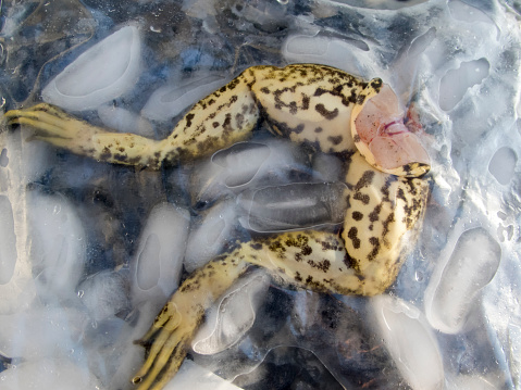 Frog legs in a bag with ice. Bullfrog (Lithobates catesbeianus) legs are used as a food. In Oregon they are often easy to catch in ponds and wetlands.