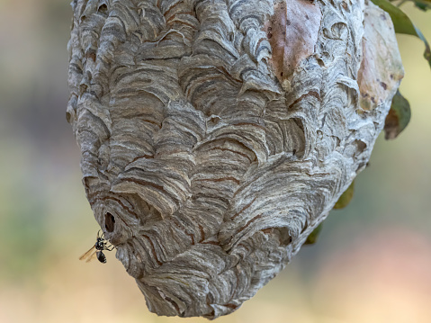 A wasp nest hanging from a tree branch. Western Oregon. Edited.