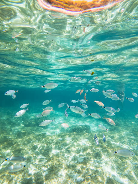 école de poissons de mer en selle (oblada melanura) cimen d’un reste d’algues sous les eaux d’une crique à majorque - blade photos et images de collection