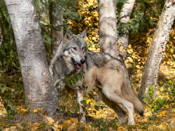 istock Wolf by Trees Intense Look in Natural Autumn Setting Captive 1272745218