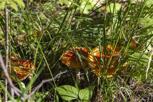 Fly Agaric or fly Amanita mushroom, Amanita muscaria in forest meadow