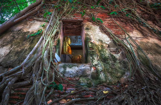 Root of tree absorbing the ruins with Golden Buddha statue in temple Wat Bang Kung, Thailand