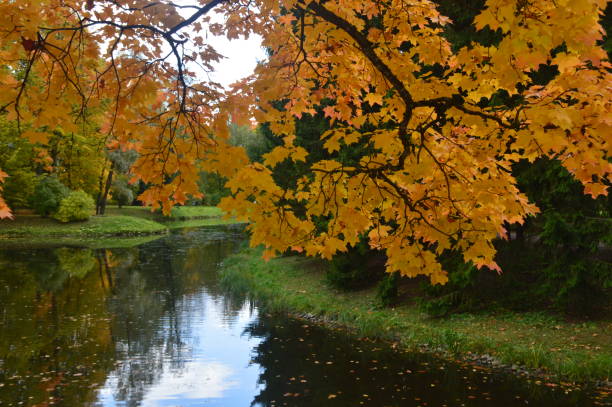 istock lake in the autumn park 1272746698