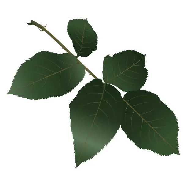 Vector illustration of Realistic Leaves Rose  isolated on white.