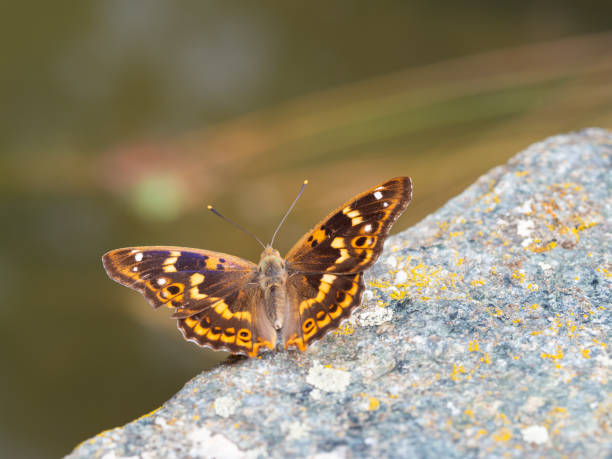 istock Lesser purple emperor butterfly (Apatura ilia) 1272750611