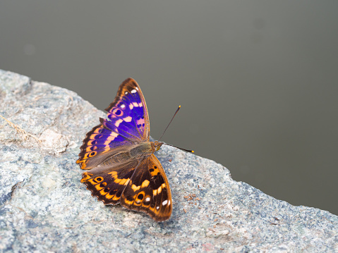 Lesser purple emperor butterfly (Apatura ilia) with open wings, sitting on stone