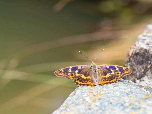 istock Lesser purple emperor butterfly (Apatura ilia) 1272750613