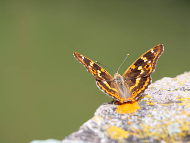 istock Lesser purple emperor butterfly (Apatura ilia) 1272750628