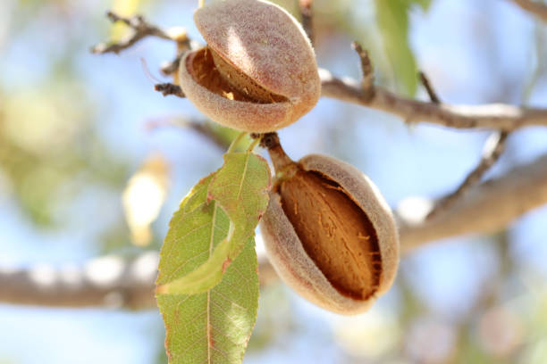 istock ripe almonds on the branch 1272751169