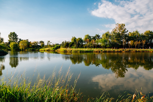 Pond with green trees at Baramsae Village Picnic Garden in Pyeongtaek, Korea