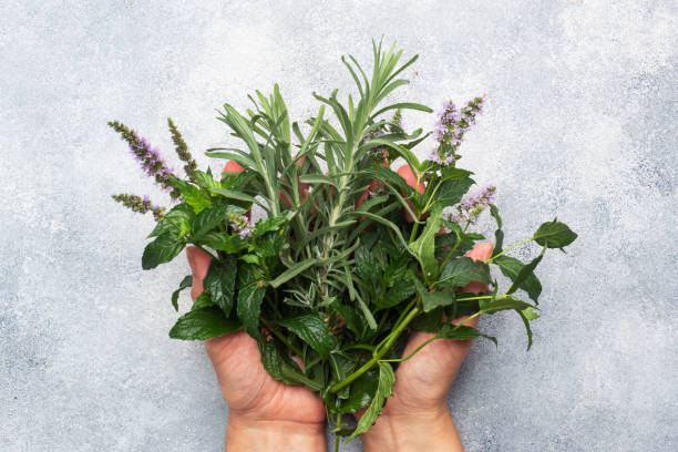 bunches de ramitas frescas de menta y romero. las manos de las mujeres sostienen un ramo de hierbas fragantes. fondo de hormigón gris. - herbal medicine fotografías e imágenes de stock