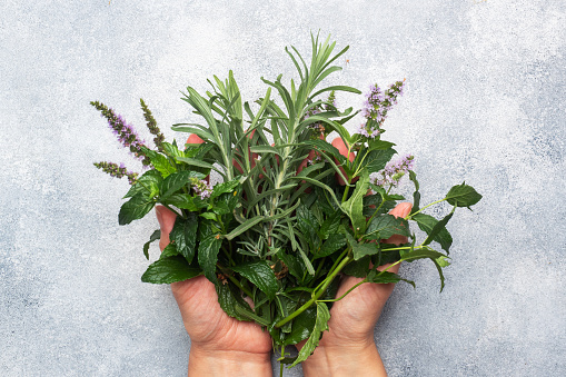 Bunches of fresh sprigs of mint and rosemary. Women's hands hold a bouquet of fragrant herbs. Grey concrete background