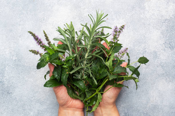 bunches of fresh sprigs of mint and rosemary. women's hands hold a bouquet of fragrant herbs. grey concrete background. - herbal medicine imagens e fotografias de stock