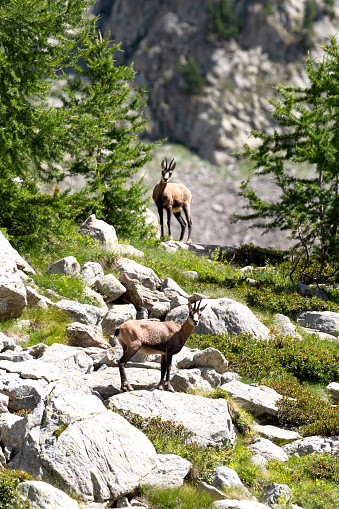 Two chamois on the rocky heights of Mercantour, in the South of France, in summer