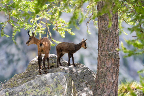 mother and baby chamois on the rocky hights of mercantour, in the south of france - mercantour national park imagens e fotografias de stock