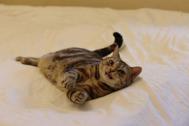 istock American shorthair cats rolling and playing in bed. 1272752736
