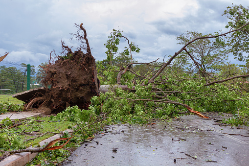 Santa Clara, Cuba, September 10, 2017: Trees fallen to the ground, damage from Irma Hurricane