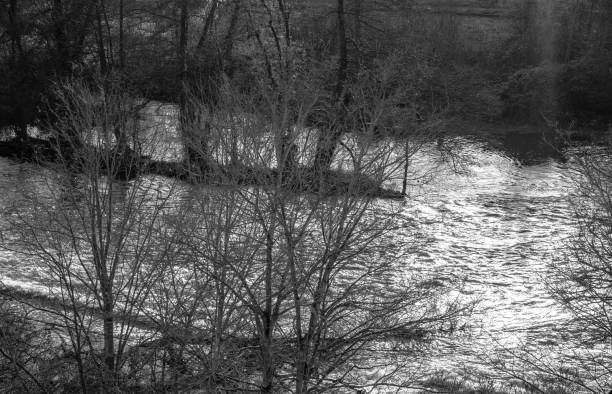 A black and white scene of a lake with dense trees enclosing the serene waters. The contrast between the dark tree trunks and the shimmering lake creates a stark visual impact.