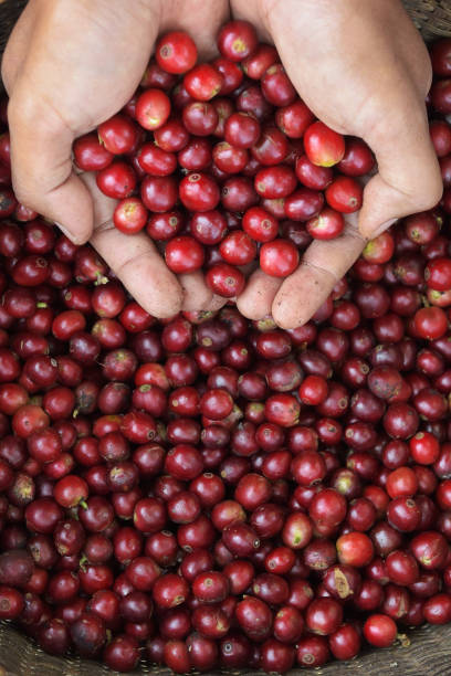 istock close up of fresh coffee beans 1272753899