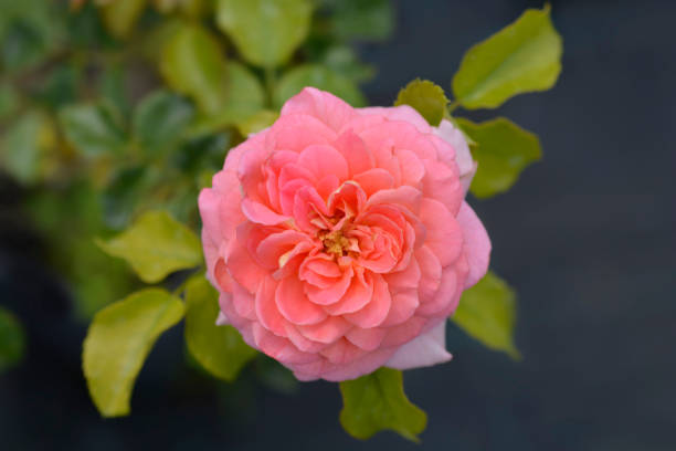 istock Floribunda rose Concerto 94 1272754063