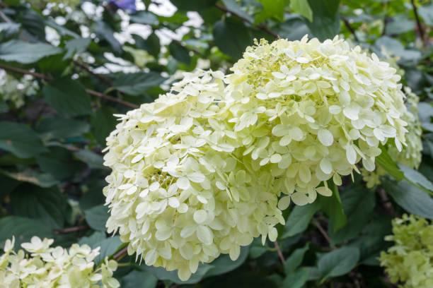 istock Hydrangea arborescens, flowering tree in garden 1272755836