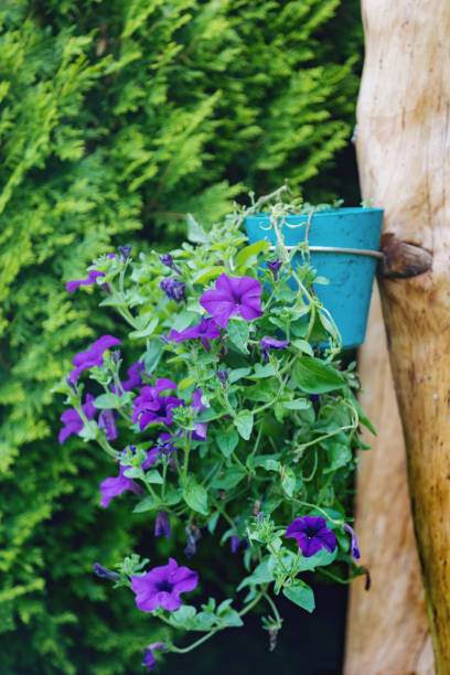 istock Petunia Surfinia hanged in pot 1272755859