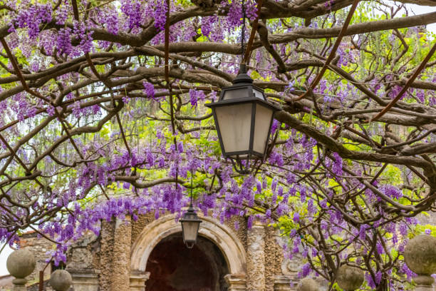 istock Wisteria pergola with lanterns 1272758704